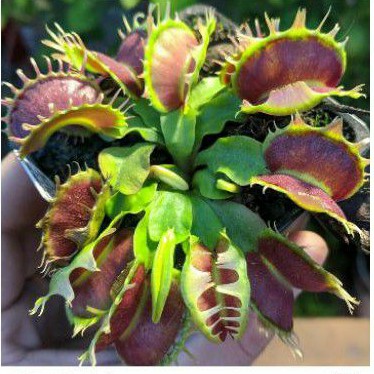 venus flytrap Fused tooth green red