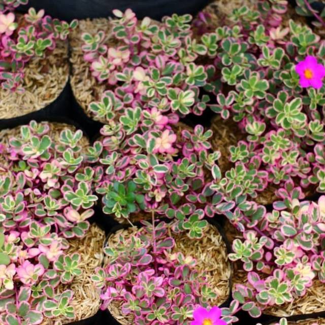 

Portulaca pink