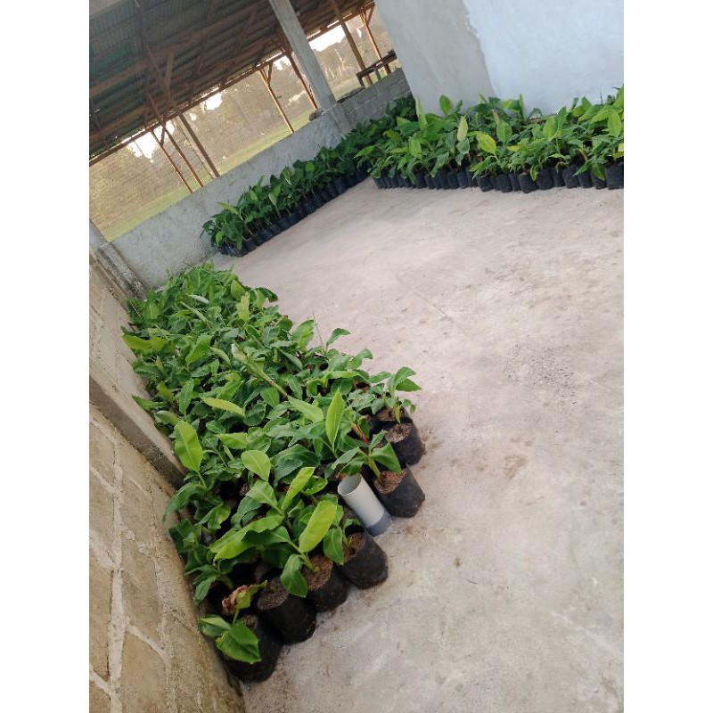 

bibit pisang cavendish