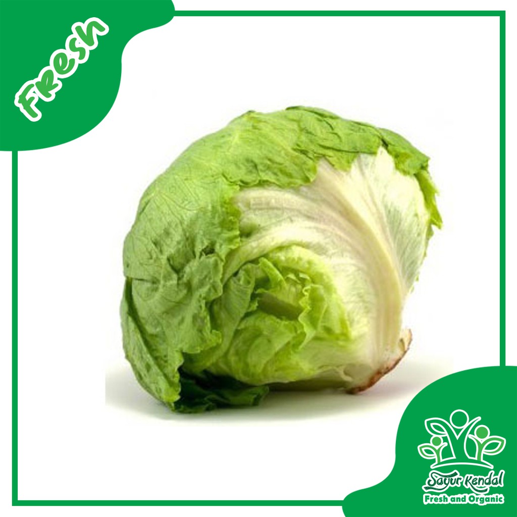 

Selada Bulat - Sayur Kendal