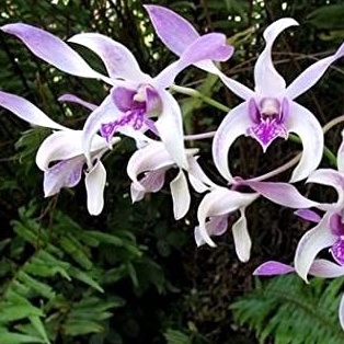 anggrek caesar warawan dg