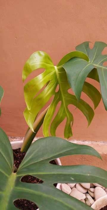 Murah Tanaman Hias Indoor Paperomia Hijau - Jade