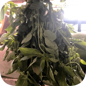 

Daun Kemangi 3 ikat/paket