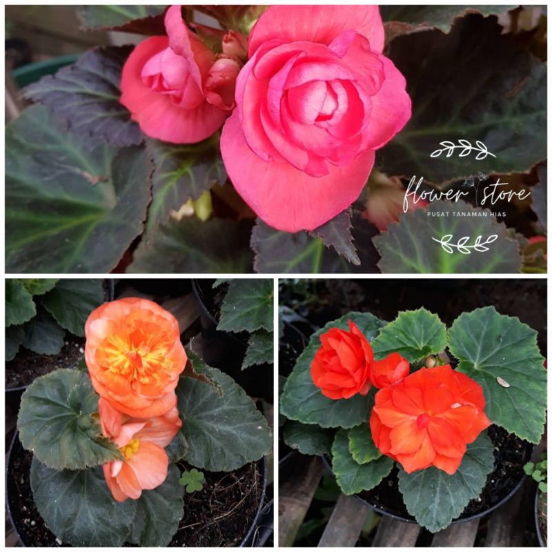 tanaman hias begonia mawar / begonia rose