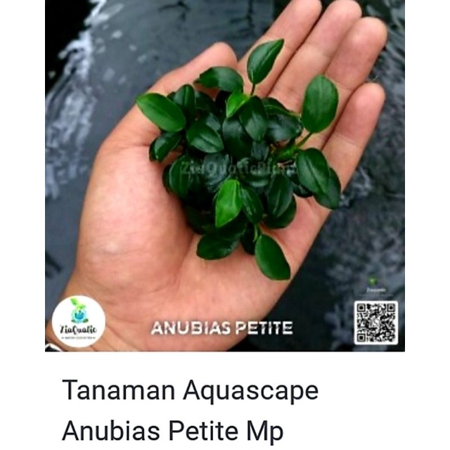 anubias pettite mp