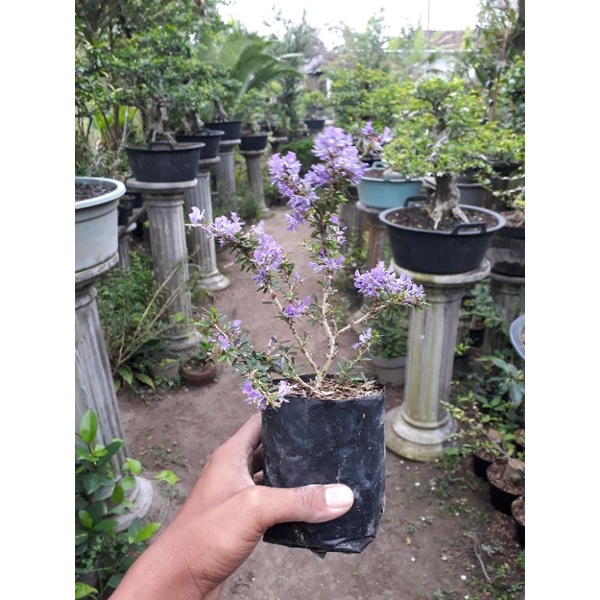 Saeng Simbur Mikro Vietnam