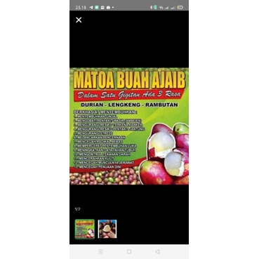 

matoa buah
