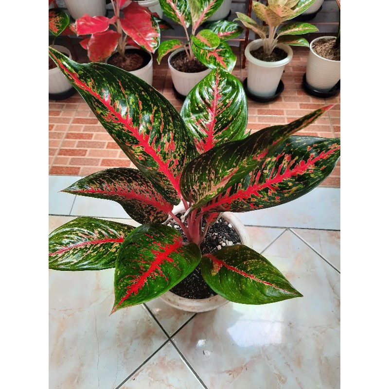 Aglonema Hot Lady Indukan