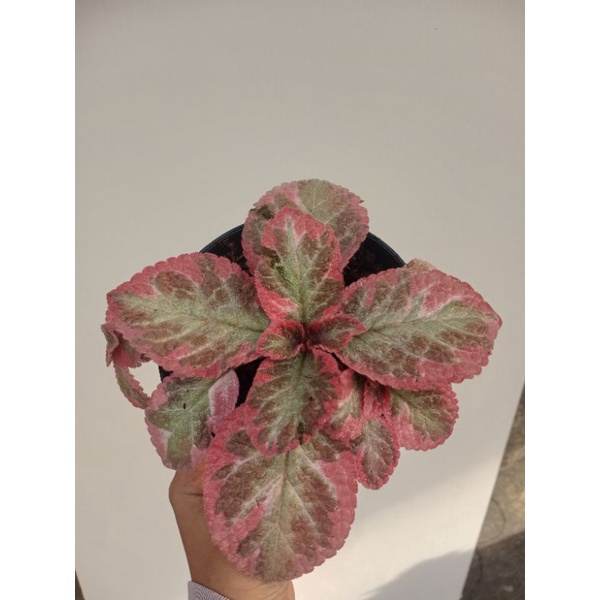 episcia Cleopatra