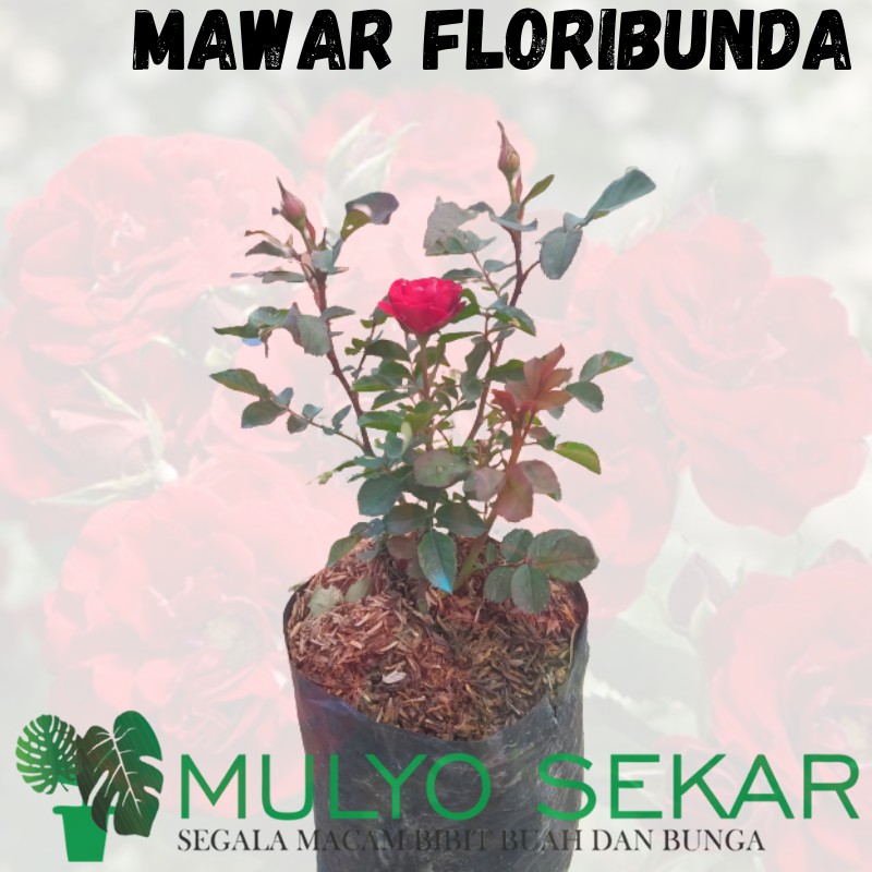 Tanaman Mawar Floribunda merah berbunga - Tanaman Bunga Mawar Hidup Berlabel &amp; Bergaransi