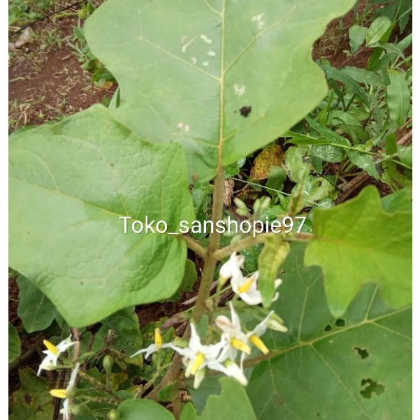 

Daun cepokak atau takokak fresh 1kg