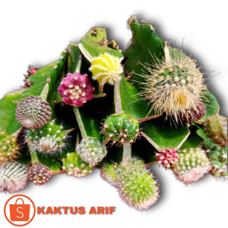 Kaktus mini grafting d kirim random