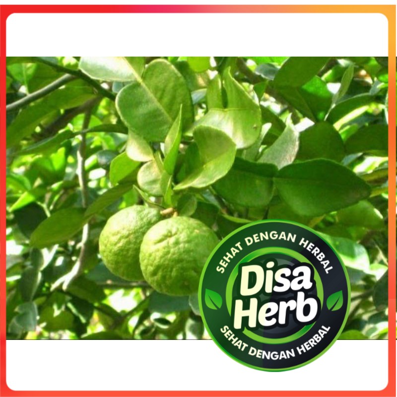 

DAUN JERUK PURUT KERING 1000 GRAM / 1 KG - Citrus Hystrix - MURNI - JSR - REMPAH - PREMIUM QUALITY