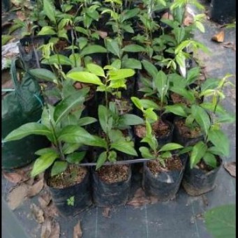 bibit black sapote semai biji