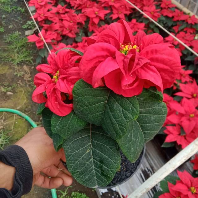 Tanaman hias kastuba mawar