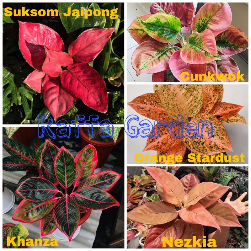 PROMO paket 5 bonggol aglonema kelas terbaik | Bonggol aglonema