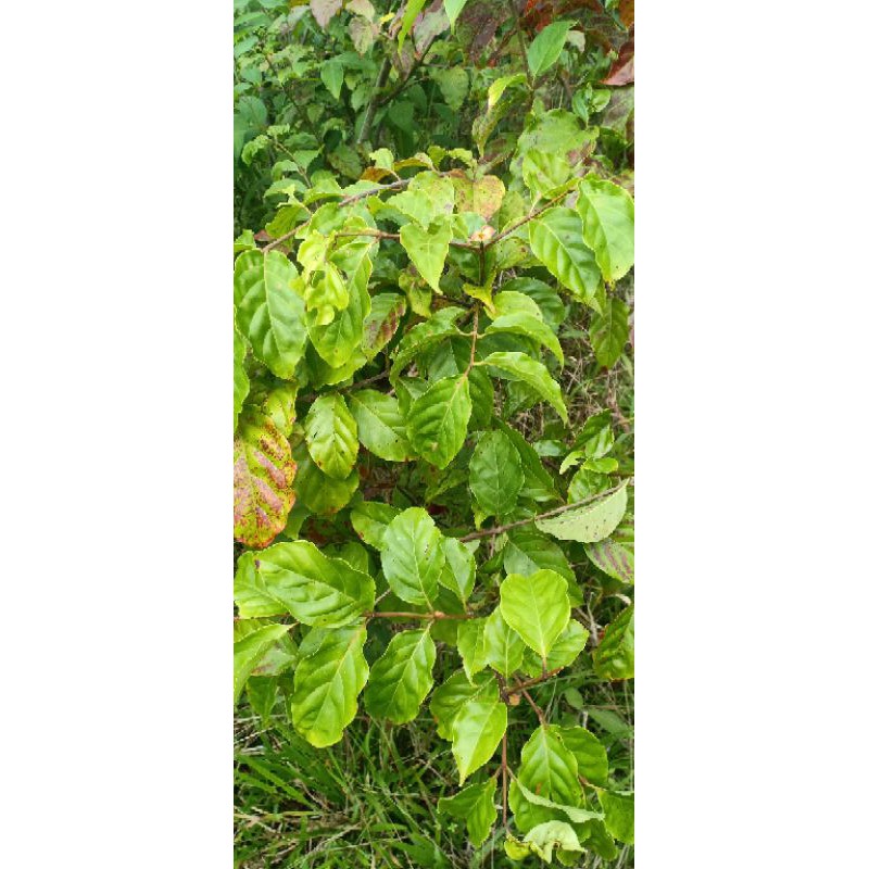 

Daun gambir herbal 250gr