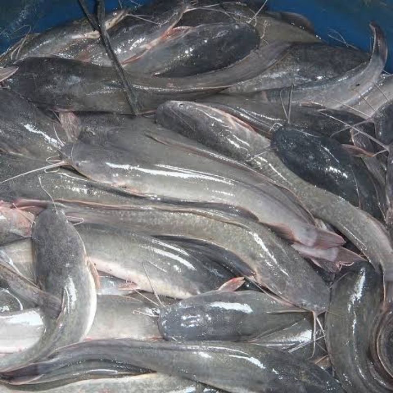 

ikan lele segar / kg dijual di warunk juni