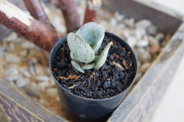 Tanaman Hias Sukulen/succulent Crasulla Arborescens