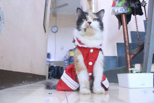 Dress kucing dan anjing edisi natal 2019 lucu murah meriah motif merah putih / baju kucing size S-XL