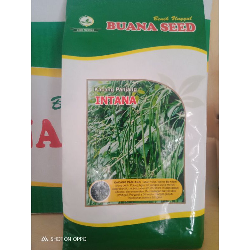 

kacang panjang Intana