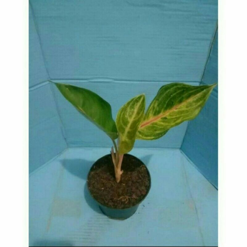 PROMO // Tanaman hias Aglonema pink sunset-Tanaman hias-Aglonema pink sunset-Pink sunset-PINK SUNSET