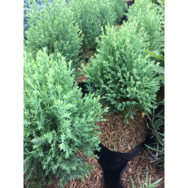 Kembang Desa - Tanaman Hias Cemara Salju