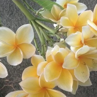 Bibit Stek kamboja Bali / Plumeria Classic