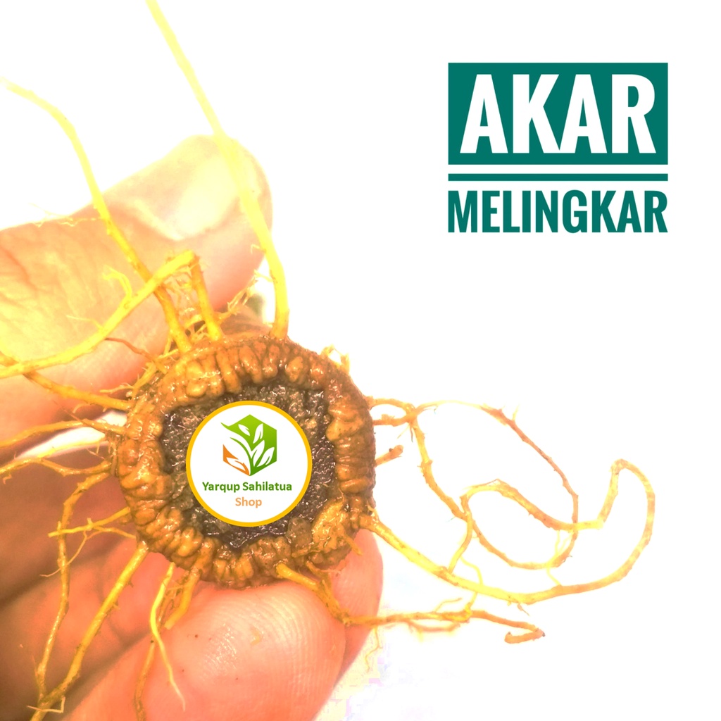 Bibit Pohon Sancang ( Bahan Bonsai )