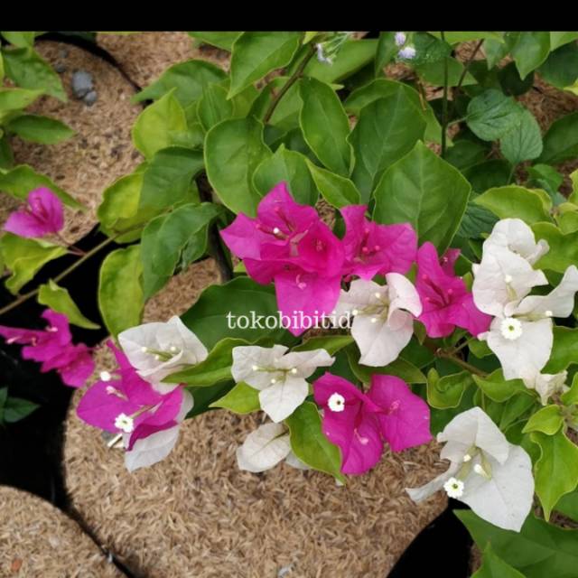 Tanaman hias bougenville merah kombinasi putih