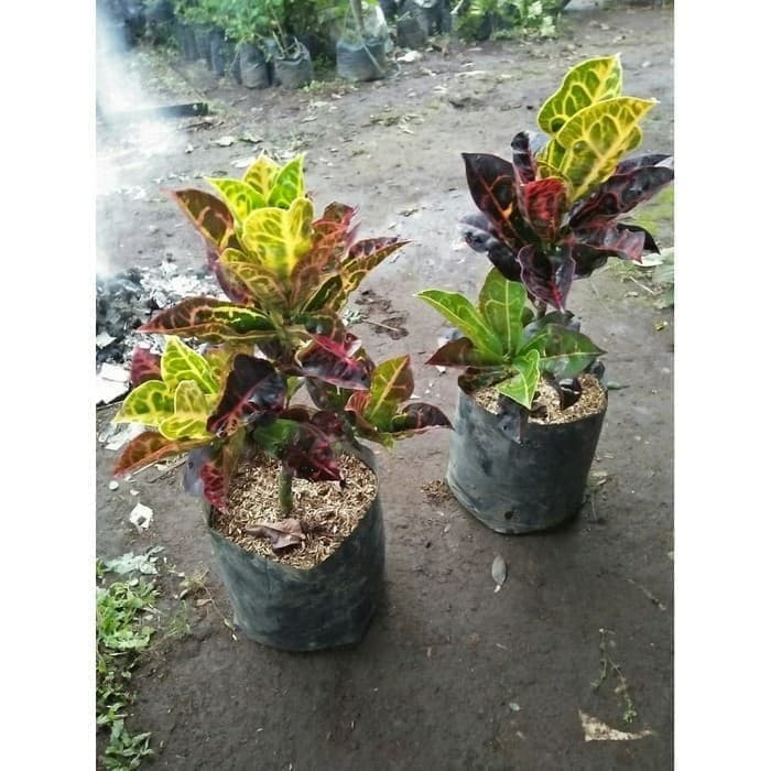 bibit tanaman hias puring kura - pohon puring kura - qura
