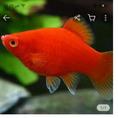 

ikan pelaty red coral