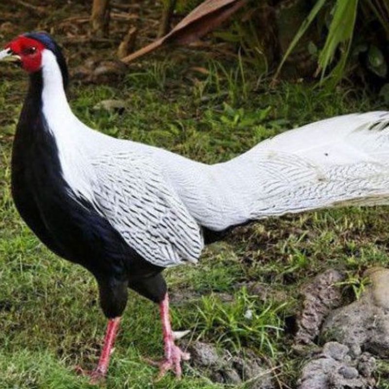 

telur ayam hias silver Pheasant untuk ditetaskan