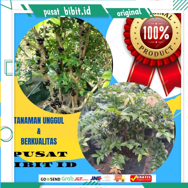 

BIBIT ANGGUR PRECO MUDAH BERBUAH DIPOT
