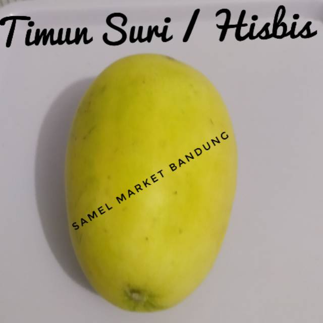 

Timun Suri / Hirbis Segar