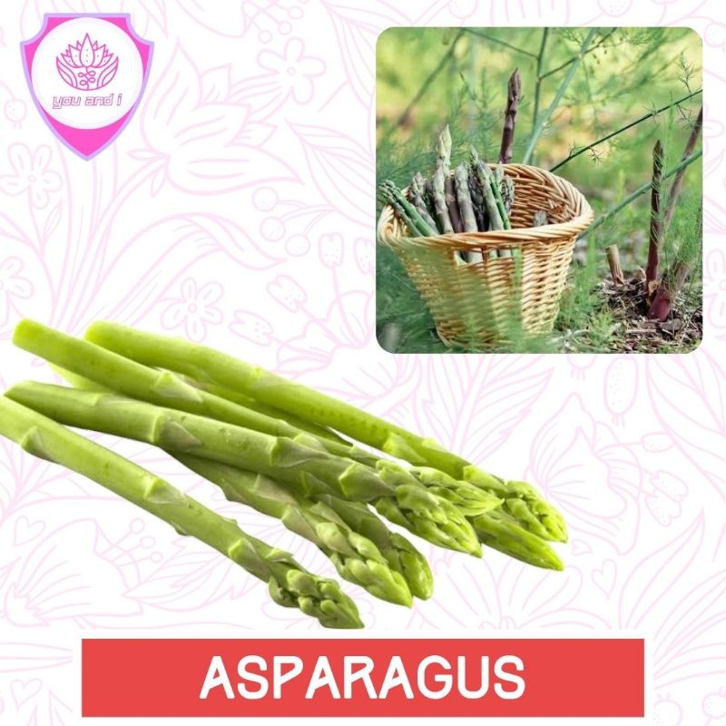 Benih ASPARAGUS - Biji Bibit Sayur