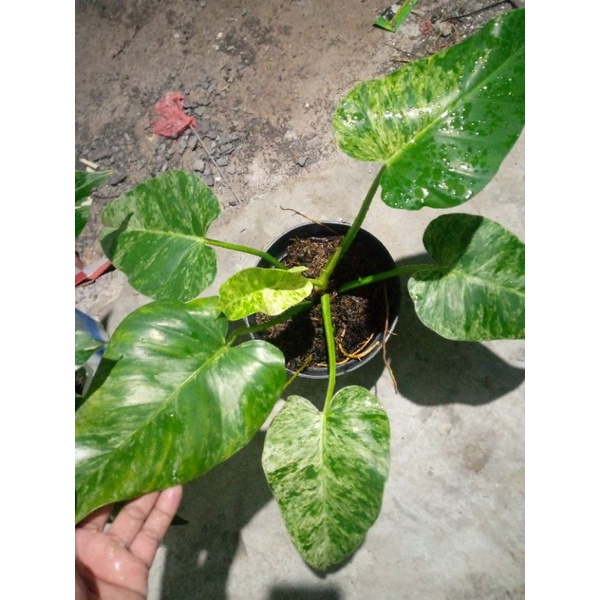 pillo marbel varigata