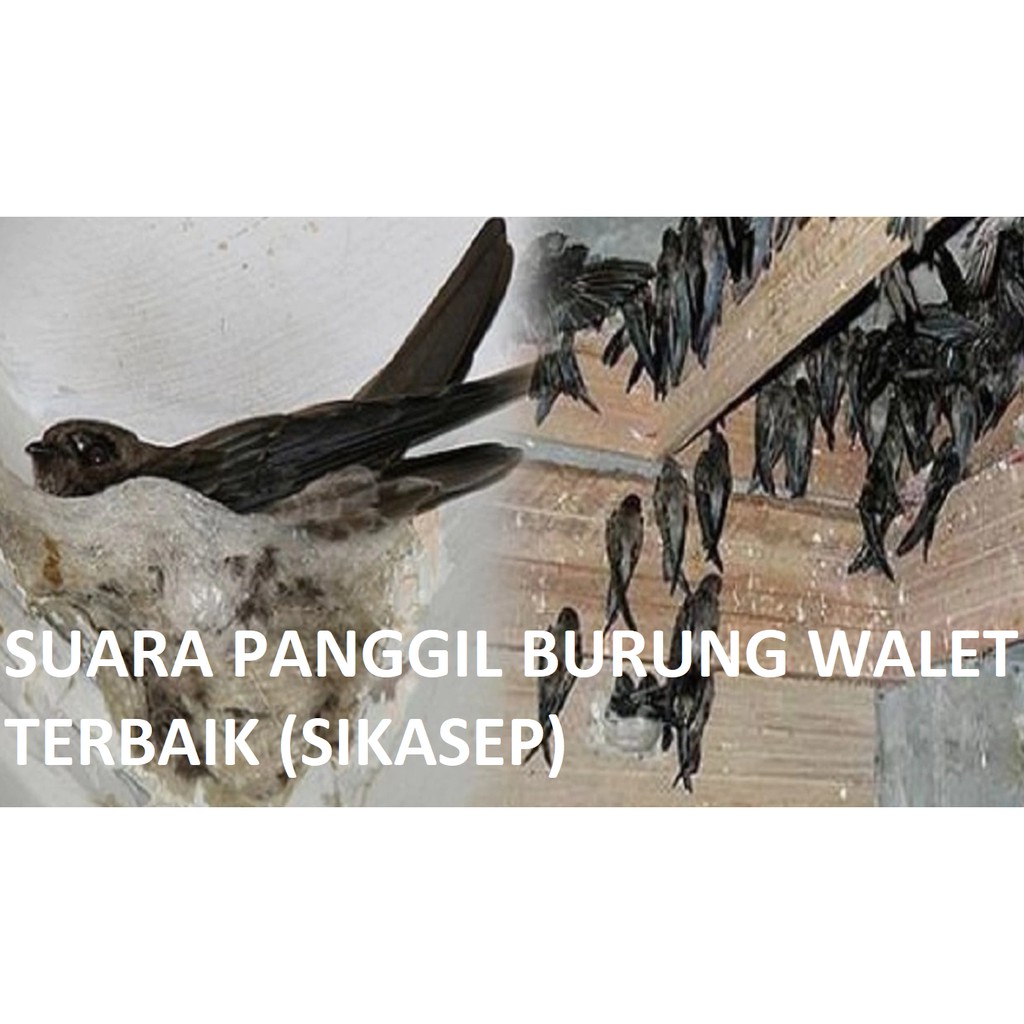 Suara Panggil Burung Walet Terbaik SIKASEP