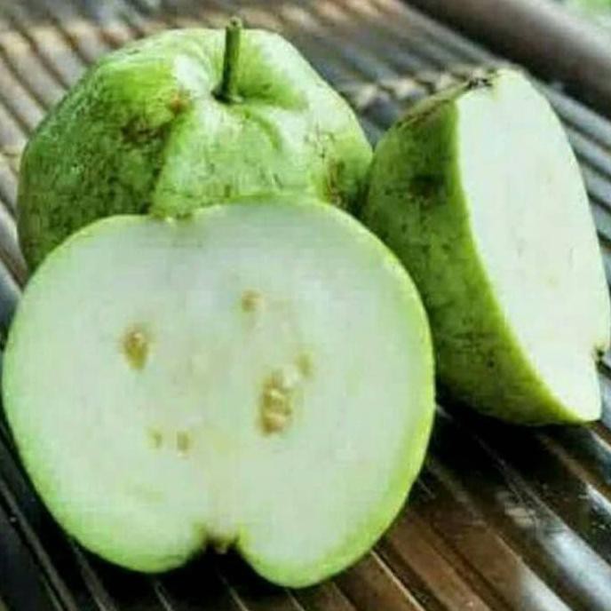 A4R Bibit Pohon Jambu Kristal Putih - Buah Jambu - Tanaman Jambu Mutiara