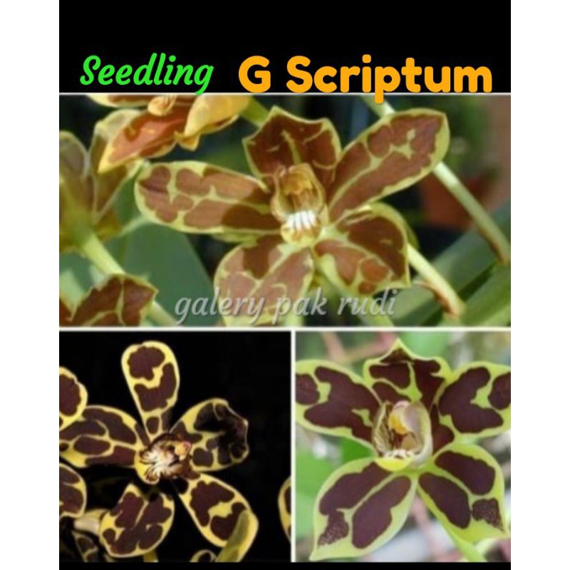 Anggrek Macan Grammatophyllum scriptum seedling