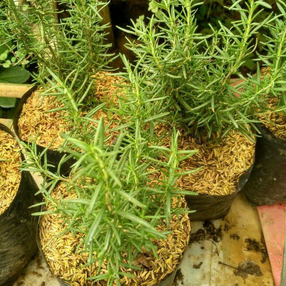 bibit Rosemary