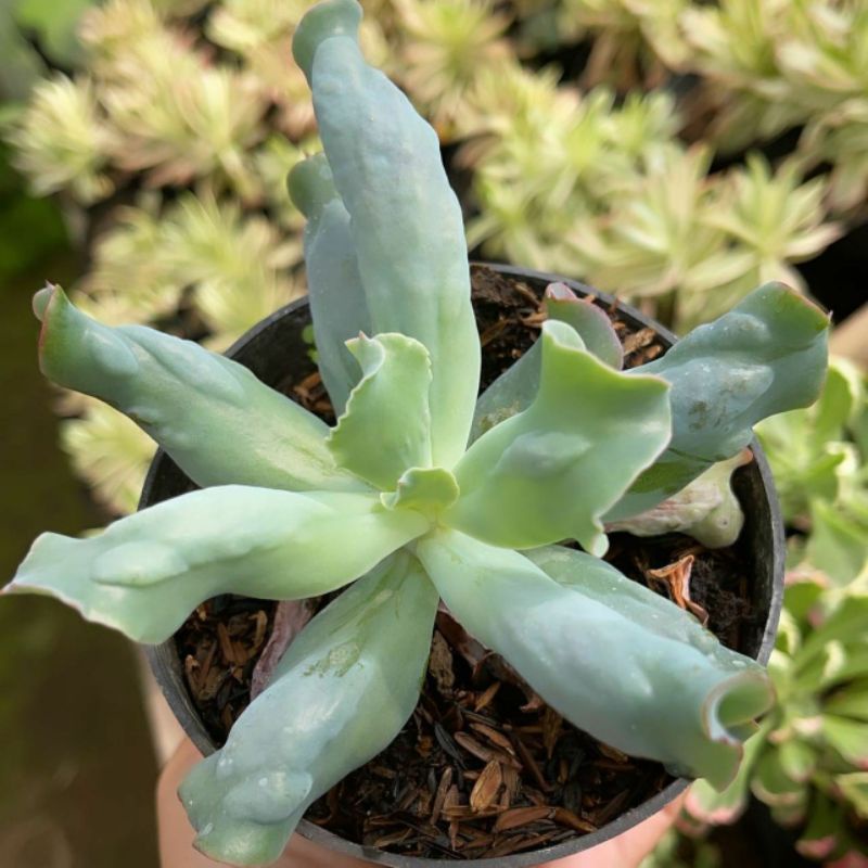 Sukulen Echeveria Culibra