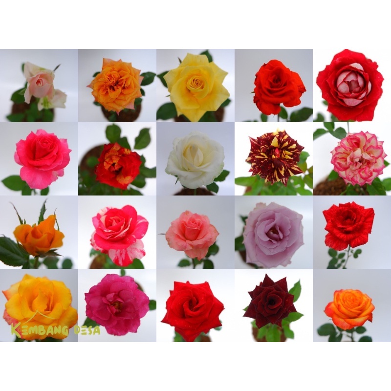 Bunga MAWAR HOLLAND - Tanaman Hidup Bunga Hias Mawar Holland Berbunga & Bergaransi