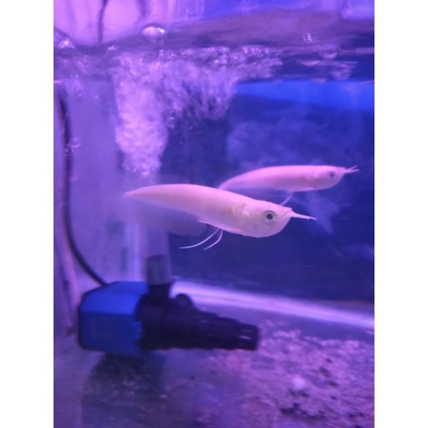 Ikan Arwana Brazil Albino 10-11cm