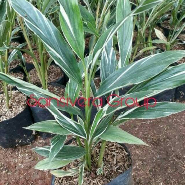 Tanaman Honje Kecombrang / Onje Herbal