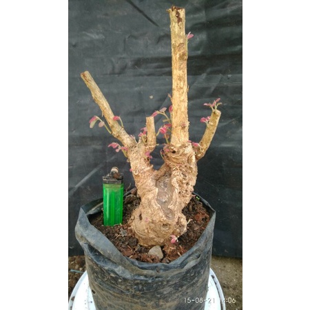 WALIKUKUN BAHAN BONSAI PUCUK MERAH MAME BONSAI