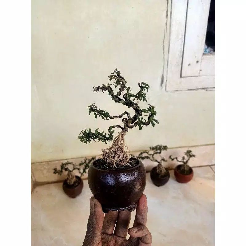 bonsai shito mini + pot