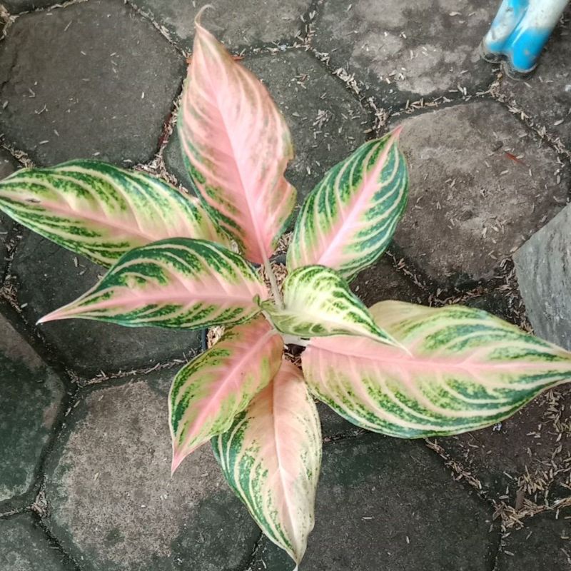 pink sunset aglaonema