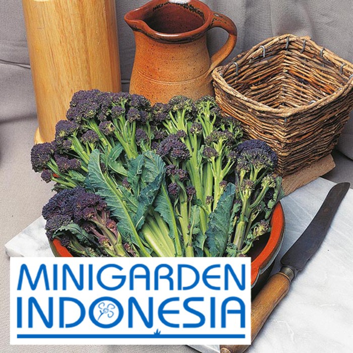 BENIH BROKOLI MERAH BROCCOLI SPROUTING RED ARROW ECER 10 BIJI bibit sayur brokoli merah import f1 fothergills