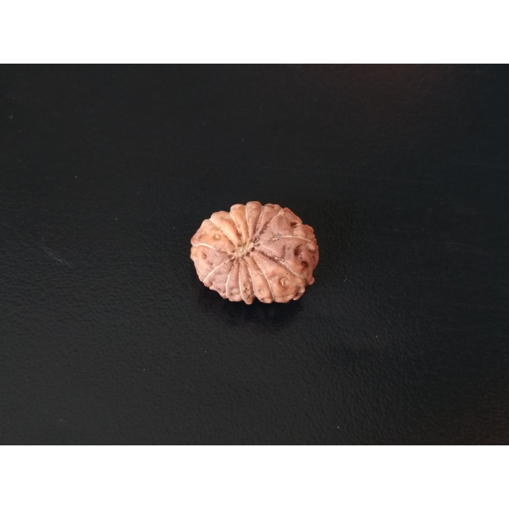 Jenitri Mukhi 13 D16.8x13.15 java Rudraksha Genitri